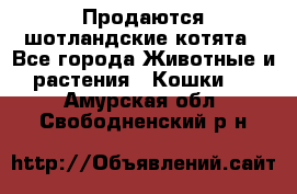 Продаются шотландские котята - Все города Животные и растения » Кошки   . Амурская обл.,Свободненский р-н